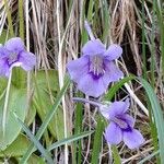 Pinguicula grandiflora Fula