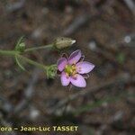 Minuartia geniculata Flower