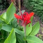 Canna × hybridaКветка