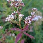 Galium boreale Цвят