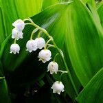 Convallaria majalis Květ