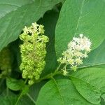 Phytolacca esculenta Квітка