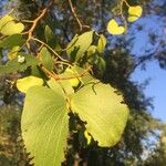 Colophospermum mopane Лист
