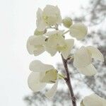 Asimina reticulata Květ
