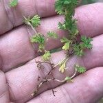 Alchemilla australis Habit