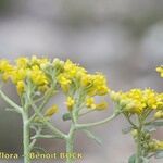 Alyssum serpyllifolium Otro