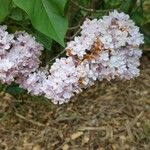 Syringa vulgarisFleur