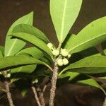 Ficus americana Fruit