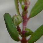 Euphorbia prostrata 果實