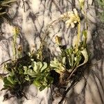 Antennaria alpina Цветок