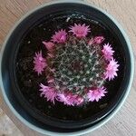 Mammillaria zeilmanniana Leaf