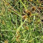 Cyperus longus Цвят