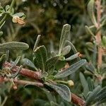 Rhamnus lycioides Ffrwyth