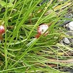 Armeria alpina Frunză