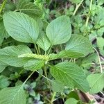 Amaranthus viridis 葉