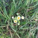 Erigeron strigosus Blüte