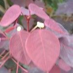 Euphorbia cotinifolia Leaf