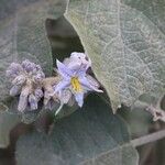 Solanum rude-pannum Blomma