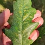 Quercus petraea List