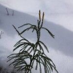 Lycopodium dendroideum Foglia