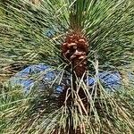 Pinus ponderosa Fruit