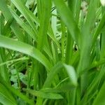 Narcissus bicolor Leaf