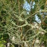 Acacia raddiana 整株植物