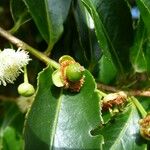 Aphloia theiformis Fruit