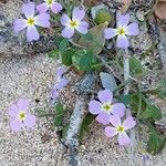 Malcolmia flexuosa Blatt