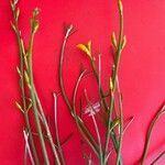 Hypericum gentianoides 花