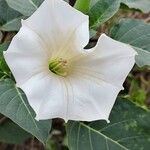 Datura innoxia പുഷ്പം