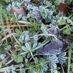 Alchemilla saxatilis Lehti