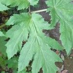 Heracleum mantegazzianumLeaf