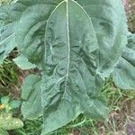 Helianthus giganteus ഇല