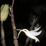 Dendrobium draconis Fiore