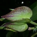 Drymonia serrulata Folha