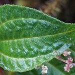 Pilea corymbosa Лист