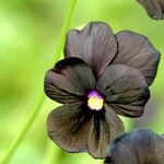 Viola cornuta Flower