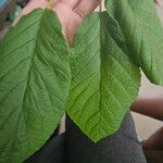 Roseodendron donnell-smithii Leaf