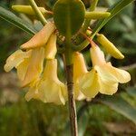 Rhododendron maxwellii