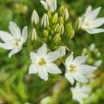Triteleia hyacinthina Цветок