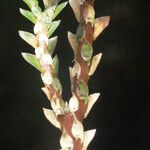 Selaginella distachya Blatt