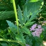 Pimpinella major Blad