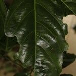 Ormosia coutinhoi Лист