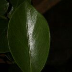 Clusia croatii Leaf