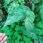 Begonia formosana Leaf