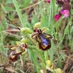 Ophrys speculum Kvet
