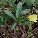 Ludwigia adscendens Blatt