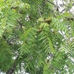 Carya illinoinensis Folha