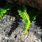 Asplenium marinum Leaf